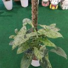 Syngonium mojito Plant Flower Live Plant Rare - Plant for Your Home Garden