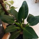 Philodendron Martianum Plant Flower Live Plant Rare - Plant for Your Home Garden