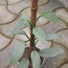 Philodendron Hastatum Silver Plant Flower Live Plant Rare - Plant for Your Home Garden