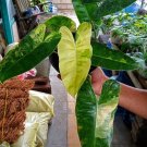 philodendron variegated Burle Marx Plant Flower Live Plant Rare - Plant for Your Home Garden