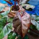 Philodendron dark lord Plant Flower Live Plant Rare - Plant for Your Home Garden