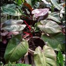 Philodendron Royal Queen Plant Flower Live Plant Rare - Plant for Your Home Garden