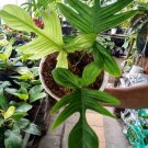 Philodendron Florida Ghost Plant Flower Live Plant Rare - Plant for Your Home Garden