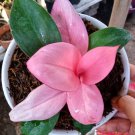 Philodendron Pink Congo Plant Flower Live Plant Rare - Plant for Your Home Garden