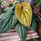 Anthurium Radicans x Luxurians Plant Flower Live Plant Rare - Plant for Your Home Garden