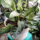 Philodendron 'Birkin' Plant Flower Live Plant Rare - Plant for Your Home Garden