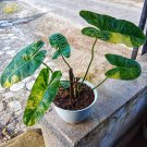 Philodendron Burlemarx Varigata Plant Flower Live Plant Rare - Plant for Your Home Garden