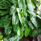 Philodendron Burle Marx Plant Flower Live Plant Rare - Plant for Your Home Garden