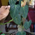 Philodendron Melanochrysum Climb Plant Flower Live Plant Rare - Plant for Your Home Garden