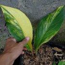 Anthurium Jenmanii Variegated Plant Flower Live Plant Rare - Plant for Your Home Garden
