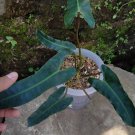 Philodendron Billietiae Plant Flower Live Plant Rare - Plant for Your Home Garden