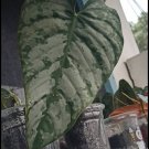 Philodendron Brandtianum Plant Flower Live Plant Rare - Plant for Your Home Garden