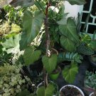 philodendron 'Dark Lord' Plant Flower Live Plant Rare - Plant for Your Home Garden