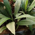 Philodendron campii 'Lynette' Plant Flower Live Plant Rare - Plant for Your Home Garden