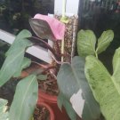 philodendron pink princess Plant Flower Live Plant Rare - Plant for Your Home Garden