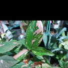 Syngonium pink splash Plant Flower Live Plant Rare - Plant for Your Home Garden