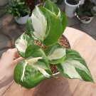 Manjula Pothos Plant Flower Live Plant Rare - Plant for Your Home Garden