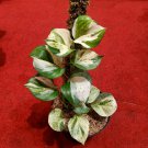 Epipremnum aureum Plant Flower Live Plant Rare - Plant for Your Home Garden