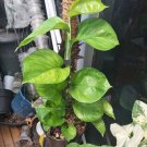 GREEN Variegated Manjula Pothos Plant Flower Live Plant Rare - Plant for Your Home Garden