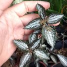 Silver Tree Pilea (Pilea spruceana) Plant Flower Live Plant Rare - Plant for Your Home Garden