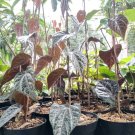 Piper Crocatum Piper Ornatum Plant Flower Live Plant Rare - Plant for Your Home Garden