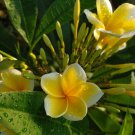 Fragrant Yellow Flowers Plumeria Plant Live Plant Rare - Plant for Your Home Garden
