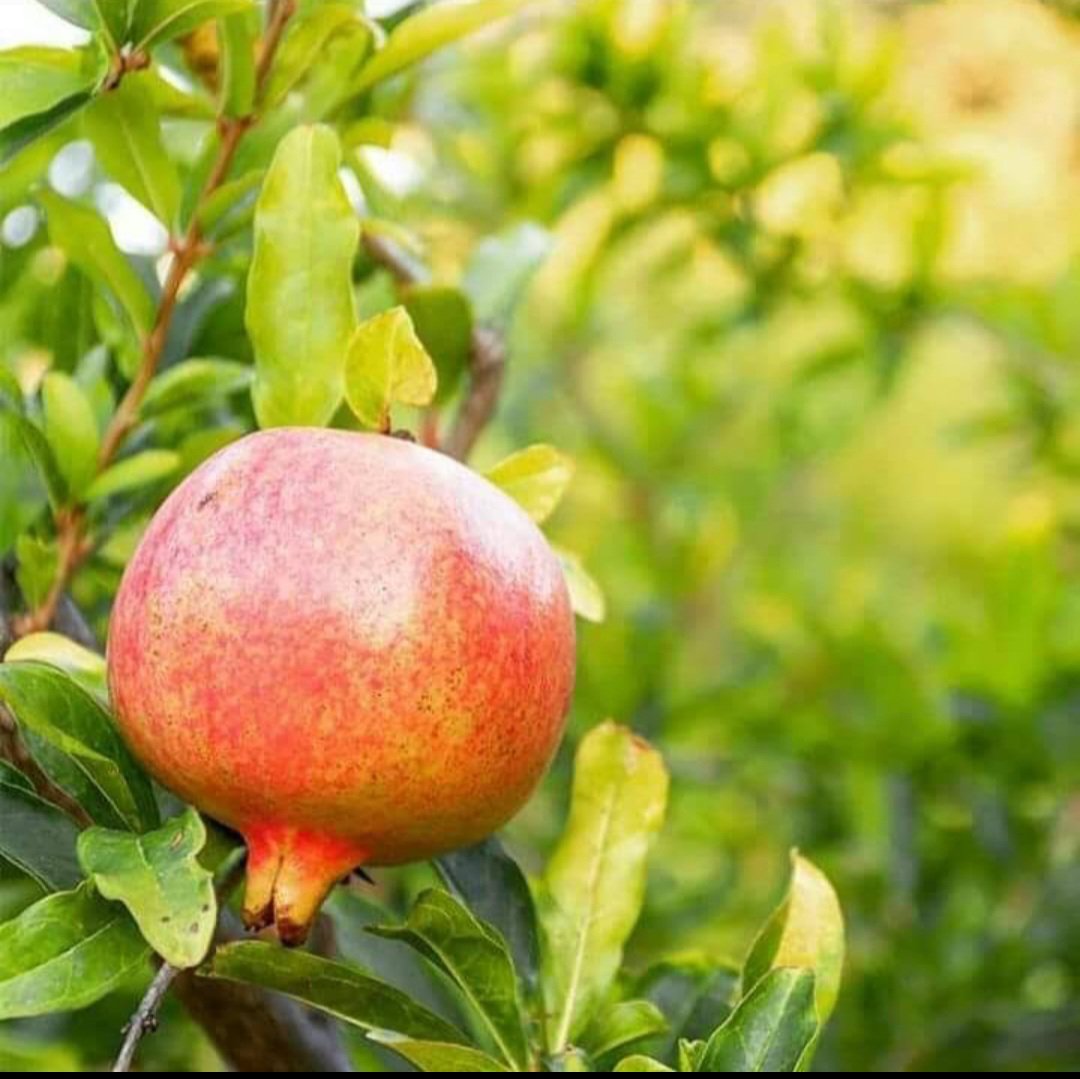 Pomegranate Tree Fruit Plant Live Plant Rare - Plant for Your Home Garden