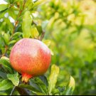 Pomegranate Tree Fruit Plant Live Plant Rare - Plant for Your Home Garden
