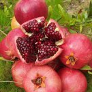 Punica Granatum Pomegranate Plant Fruit Plant Live Plant Rare - Plant for Your Home Garden