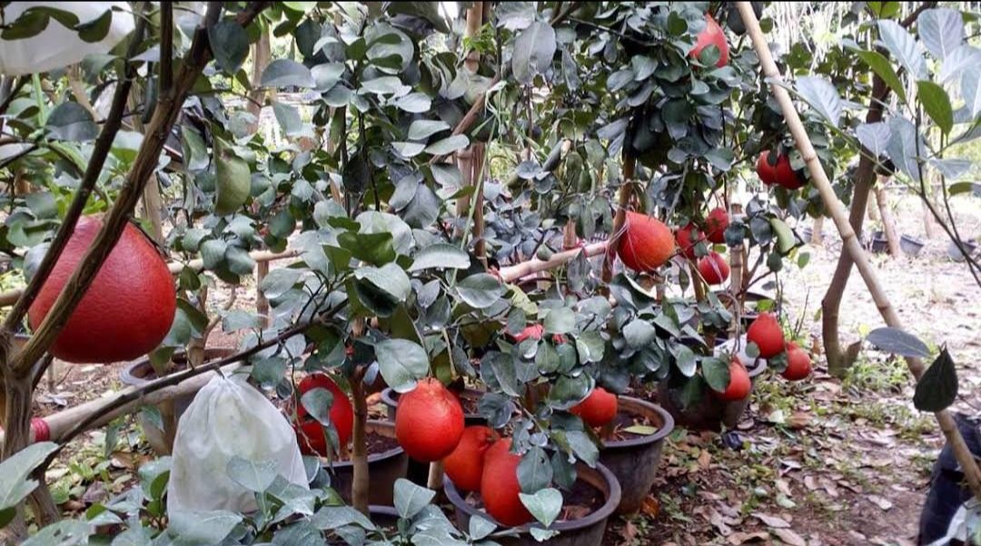 Red Pomelo Plant Fruit Plant Live Plant Rare - Plant for Your Home Garden