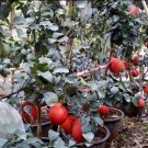 Red Pomelo Plant Fruit Plant Live Plant Rare - Plant for Your Home Garden
