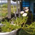 White Portulaca Grandiflora perennial Plant Live Plant Rare - Plant for Your Home Garden