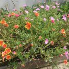 50 Seeds Portulaca Happy Hour Mix Plant Live Plant Rare - Plant for Your Home Garden