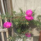 Purple Portulaca grandiflora perennial Plant Live Plant Rare - Plant for Your Home Garden