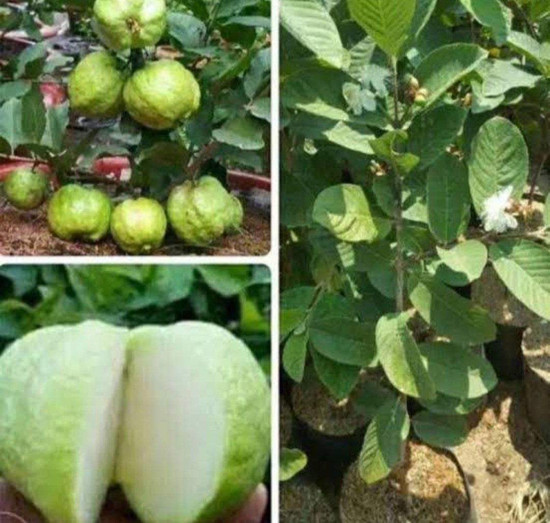 Psidium guajava Fruit Tree Plant Live Plant Rare - Plant for Your Home Garden