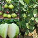 Psidium guajava Fruit Tree Plant Live Plant Rare - Plant for Your Home Garden