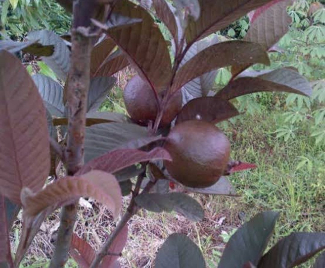 strawberry guava Fruit Tree Plant Live Plant Rare - Plant for Your Home Garden