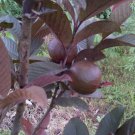 strawberry guava Fruit Tree Plant Live Plant Rare - Plant for Your Home Garden