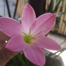 Bulbs Rain Lily Flower Plant Live Plant Rare - Plant for Your Home Garden