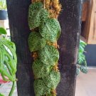 Scindapsus Pictus Argyraeus Flower Plant Live Plant Rare - Plant for Your Home Garden