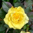Yellow Rose Flower seeds Flower Plant Rare - Plant for Your Home Garden