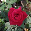 Mister Lincoln Red Rose Flower Plant Live Plant Rare - Plant for Your Home Garden