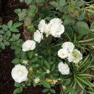 10 white Rose Flower seeds Flower Plant Rare - Plant for Your Home Garden