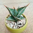 Sansevieria pinguiculata Flower Plant Rare - Plant for Your Home Garden