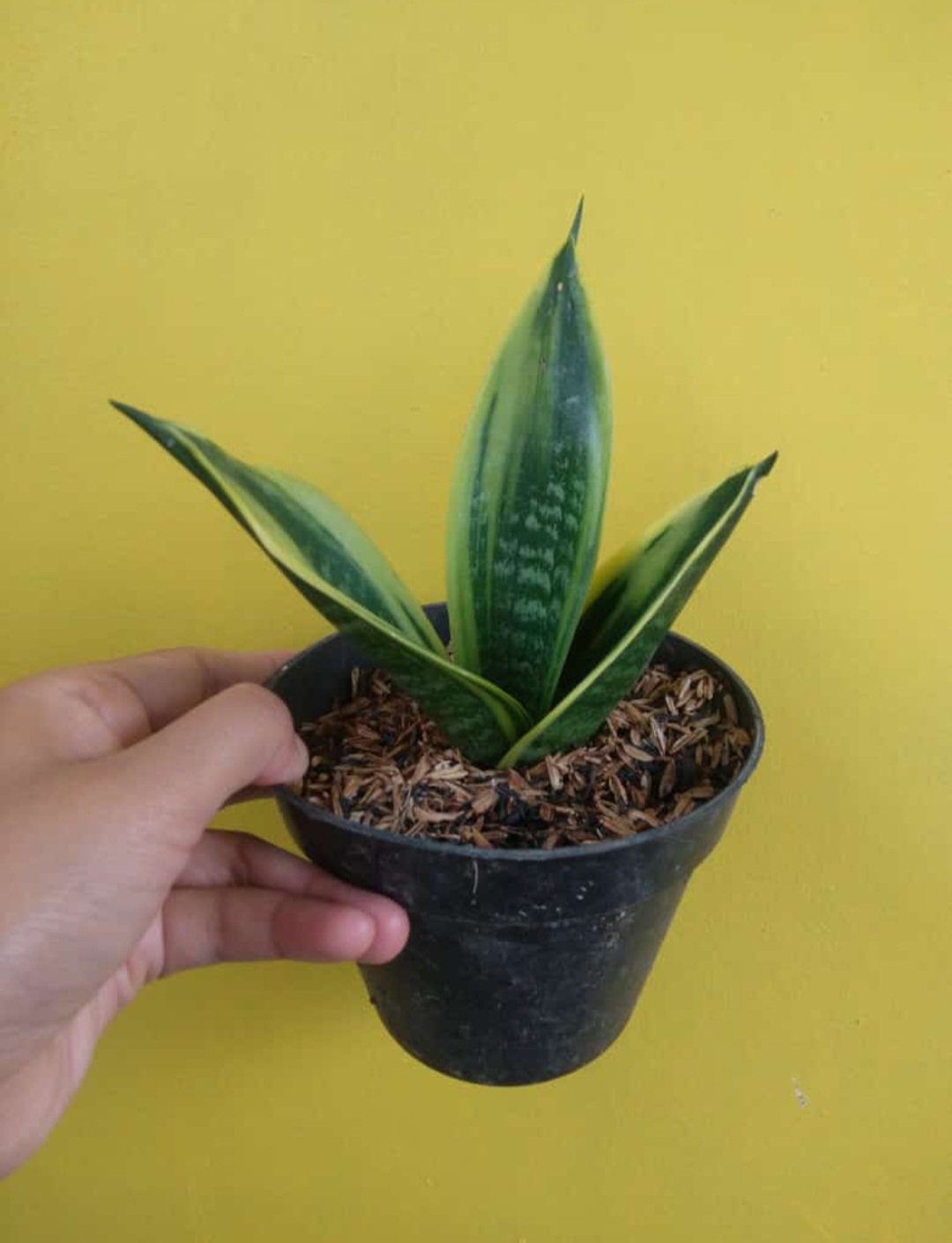 Sansevieria Gold Flame Flower Plant Live Plant Rare - Plant for Your Home Garden