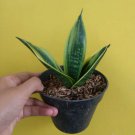 Sansevieria Gold Flame Flower Plant Live Plant Rare - Plant for Your Home Garden