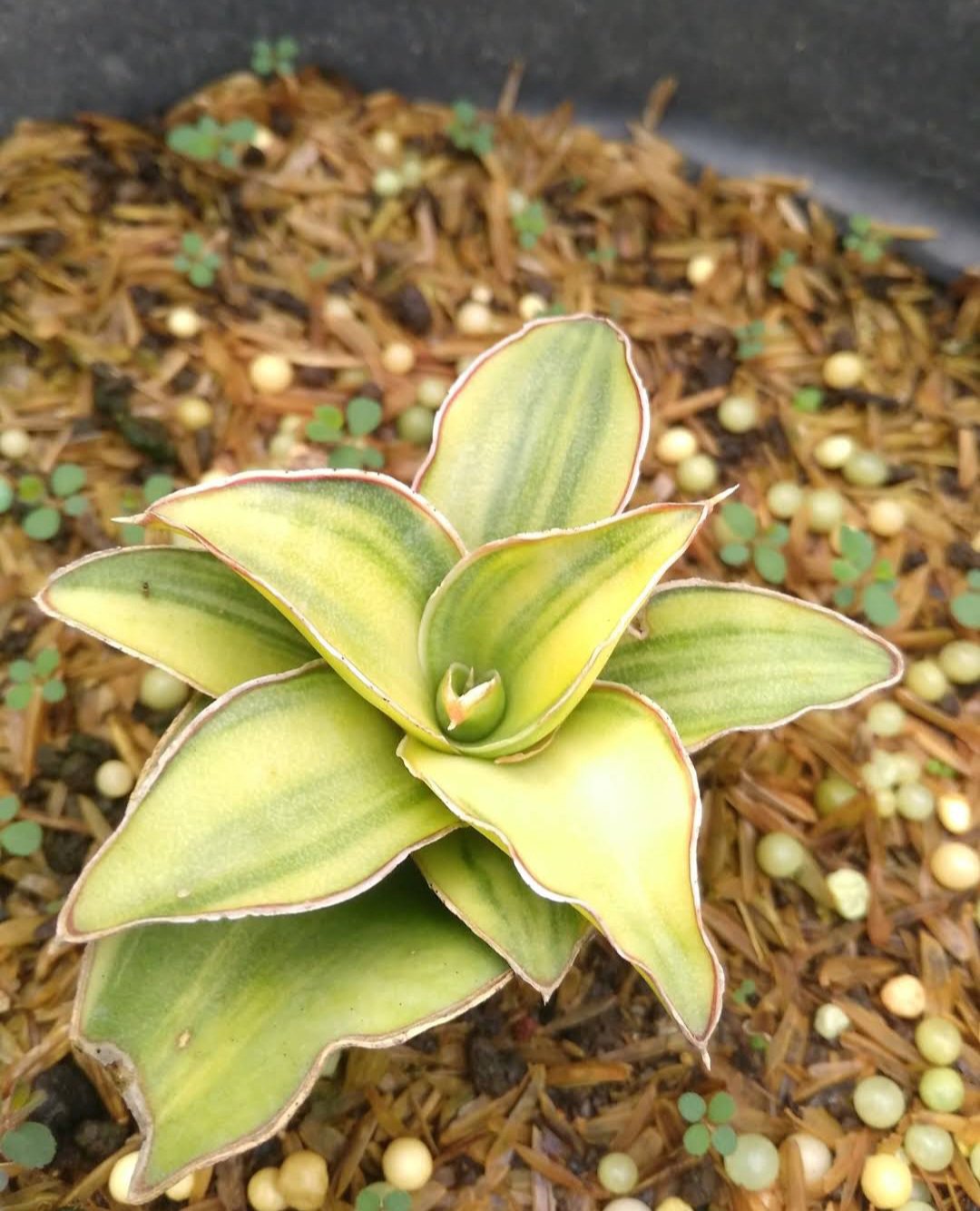 Sansevieria Blue Leaf Variegated Flower Plant Live Plant Rare - Plant for Your Home Garden