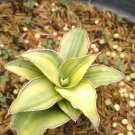Sansevieria Blue Leaf Variegated Flower Plant Live Plant Rare - Plant for Your Home Garden