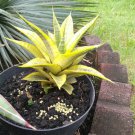 Sansevieria Cordova Variegated Flower Plant Live Plant Rare - Plant for Your Home Garden