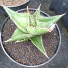 Sansevieria Samurai Flower Plant Live Plant Rare - Plant for Your Home Garden